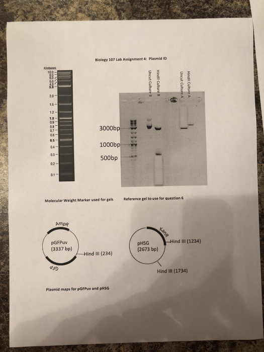 Biology 107 Lab Assignment 4: Plasmid ID 2.0 1.5 12 0.9 07 05 3000bp 1000bp 500bp 03 02 0.1 Molecular Welght Marker used for gels Reference gel to use for question 6 Hind II (1234) pGFPuv (3337 bp) pHSG (2673 bp) Hind III (234) o49 Hind IlII (1734) Plasmid maps for pGFPuv and pHSG