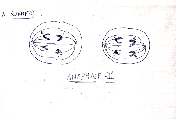 A SORHION ANAPHASE - 11.