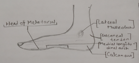 Head of Metatarsal Lateral - Malleolus) Searcaneal tenson medial on the {Calcaneus