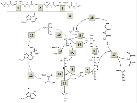 FADH, NAD FAD COA NADH, H COA COA H 1 2 3 H 4 18 NH P-ribose COA çoo HNICH COA CH, Coo HC 11 10 +H2O 5 coon CH COO- HC OOC O