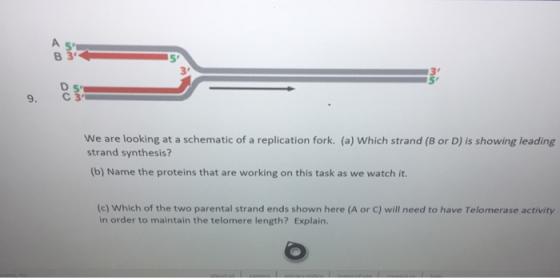 wu We are looking at a schematic of a replication fork. (a) Which strand (B or D) is showing leading strand synthesis? (b) Na