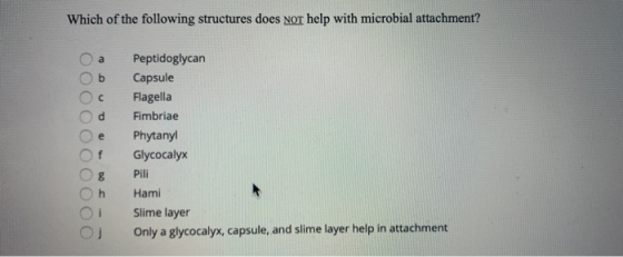 Which of the following structures does not help with microbial attachment? Оа OOOOOO Peptidoglycan Capsule Flagella Fimbriae