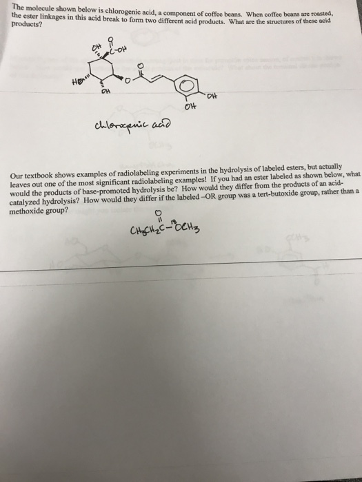 The molecule shown below is chlorogenic acid, a component of coffee beans. When the ester linkages in this acid break to form two different acid products. What are the products? coffee beans are roasted, structures of these acid OH Our textbook shows examples of radiolabeling experiments in the hydrolysis of labeled esters, but actually leaves out one of the most significant radiolabeling examples! If you had an ester labeled as shown below, what would the products of base-promoted hydrolysis be? How would they differ from the products of an acid- catalyzed hydrolysis? How would they differ if the labeled -OR group was a tert-butoxide group, rather than a methoxide group?