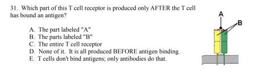 31. Which part of this T cell receptor is produced only AFTER the T cell has bound an antigen? A. The part labeled A B. The