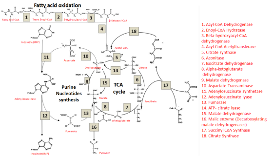 Fatty acid oxidation FAD FADH, NAD NADH, ܚL 1 2 H 3 Trans Enoyl-COA Fatty Acyl-CoA B-Hydroxylacyl-COA B-Ketoacyl-CoA 4 18 P-r