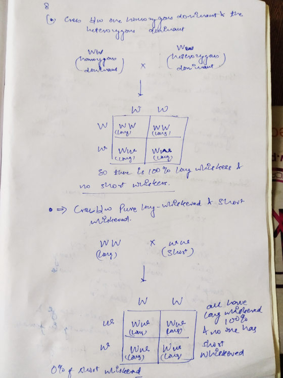 b Crees b/w one homozygous donnant & the heteroreggous dohinaut Ww honor draus) x Www heterozygous ) ( donin W w W WW (long,