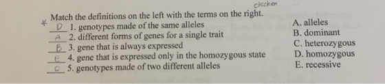 chicken. Match the definitions on the left with the terms on the right. D 1. genotypes made of the same alleles A 2. differen