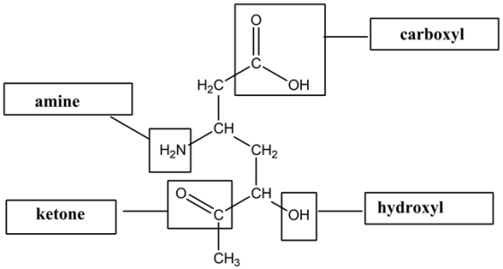 carboxyl
H21
OH
amine
HN
ketone
hydroxyl
