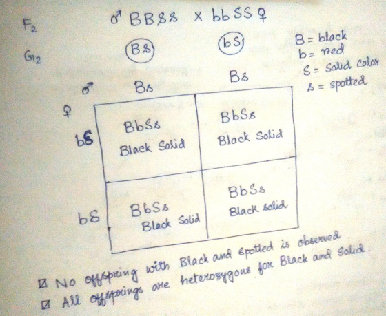 G12 b S B black b med S- Salid colon s spotted B6 BbSs 8bSs Black Solid Black Solid BbSs Black Solid Black soli No ting with