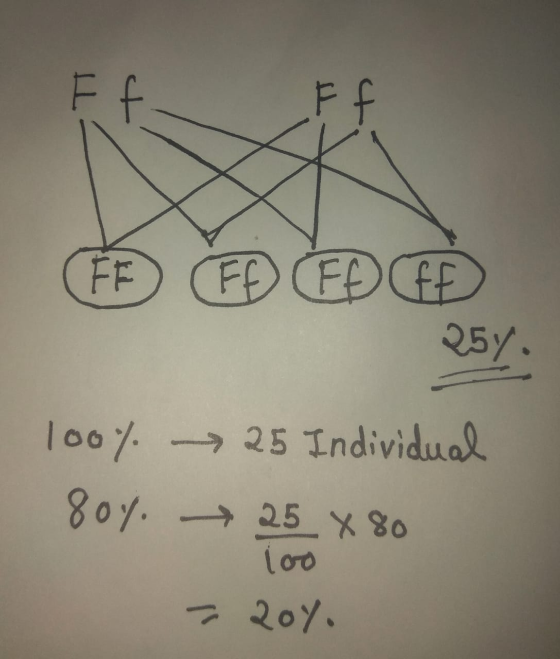 FB FP EDC 257 100% 804. - 25 Individual 25 x 80 100 - 204.
