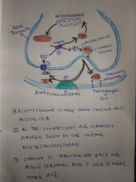MiroCHONDRION AXON CRMINAL ENZYME 7ACETYLCHOLINE SYNAPAC VESICLE CHOLINERSIS 7 Recenk ACETYLCHOLNESTERASE Postsynaptic Cell O