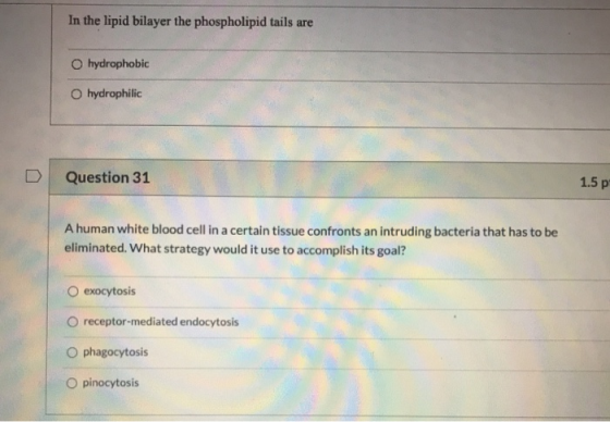 In the lipid bilayer the phospholipid tails are hydrophobic hydrophilic Question 31 1.5 p A human white blood cell in a certa