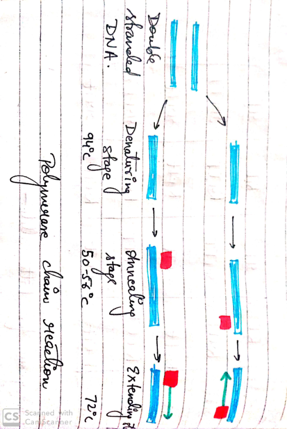 Double stranded DNA. Denaturing Extending of Innealing stage v 50-56°c 72°C roumerare chain reaction Scanned fith Canscanner