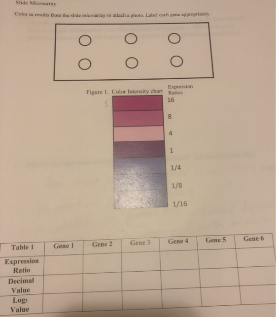 taly Color in results from the slide microarray or attach a photo Label each gene appropriately O O o ооо Figure 1. Color Int
