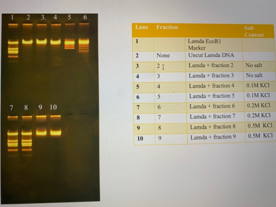 2 3 4 5 6 Lane Fraction Salt Content B and Lamda EcoR1 Marker 2 None 3 Lamda + fraction 2 Lamda + fraction 3 No salt No salt