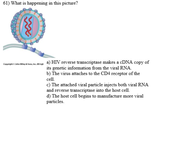 61) What is happening in this picture? Copyright Juhn Wiley & Sons, a) HIV reverse transcriptase makes a cDNA copy of its gen