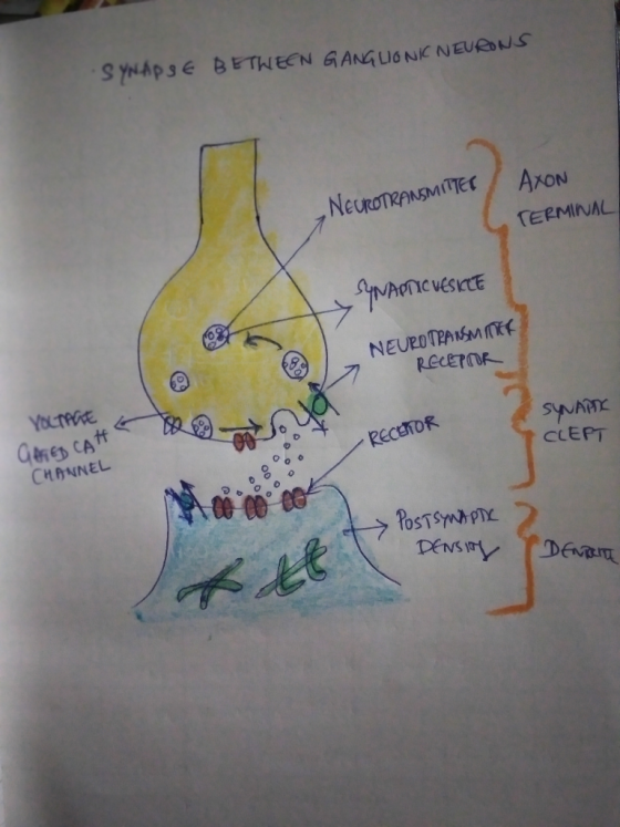 SYNAPSE BETWEEN GANGLIONI NEURONS AXON NEUROTRANSMITTER / TERMINAL SYNAPICUESKCE YMARDICI NEURO TRANSMITTER RECEPTOR SYNAPTI