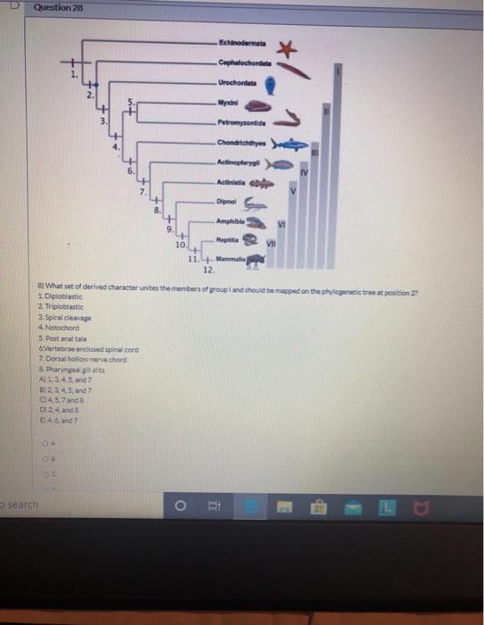 Question 28 Echinodermata Cephalochordata Urochordata Mydini Petromyzontida Chondrichthyes Actinopteryo Actinitie Dipnol S Am