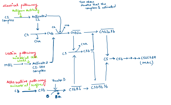 classical pathway obal abone denoted that the complex is activated Antigen Antibody CL → Activated CI complex cab C2 (4b2a C4