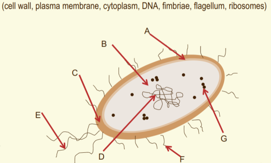 (cell wall, plasma membrane, cytoplasm, DNA, fimbriae, flagellum, ribosomes)