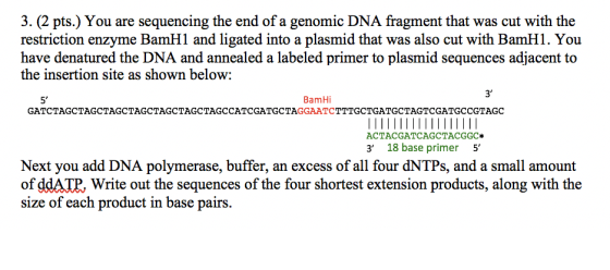3. (2 pts.) You are sequencing the end of a genomic DNA fragment that was cut with the restriction enzyme BamH1 and ligated into a plasmid that was also cut with BamH1. You have denatured the DNA and annealed a labeled primer to plasmid sequences adjacent t<o the insertion site as shown below: 3 BamHi 5 GATCTAGCTAGCTAGCTAGCTAGCTAGCTAGCCATCGATGCTAGGAATCTTTGCTGATGCTAGTCGATGCCGTAGC ACTACGATCAGCTACGGC 3 18 base primer 5 Next you add DNA polymerase, buffer, an excess of all four dNTPs, and a small amount of ddATP, Write out the sequences of the four shortest extension products, along with the size of each product in base pairs.