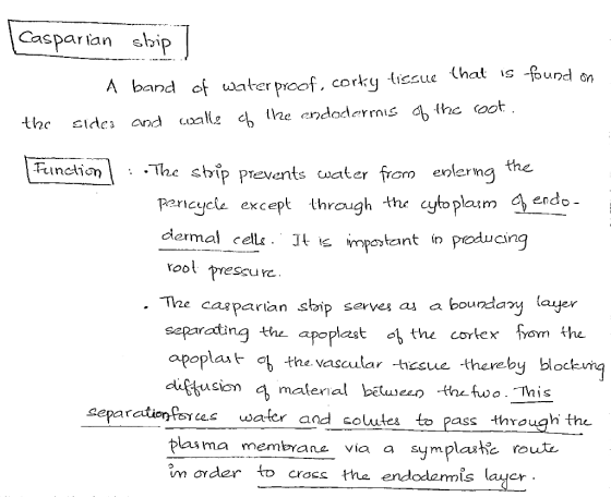 Casparian sbip found on A band f uater proof, corky tissue hat is. the endodermis d the oot and thc Sides the The stip preven