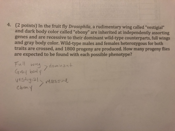 4. (2 points) In the fruit fly Drosophila, a rudimentary wing called vestigial and dark body color called ebony are inher