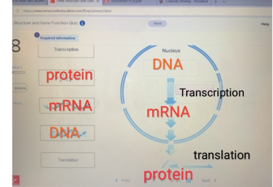 Structure and Gene Function Quiz Help Transcription Nucleus protein DNA pARNA DNA Transcription mRNA translation ranslalon pr
