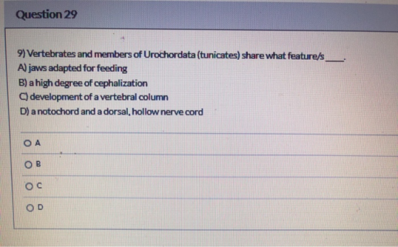 Question 29 9) Vertebrates and members of Urochordata (tunicates) share what feature/s A) jaws adapted for feeding B) a high