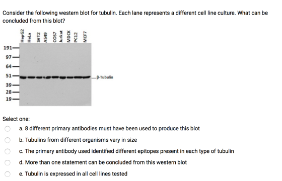 Consider the following western blot for tubulin. Each lane represents a different cell line culture. What can be concluded fr
