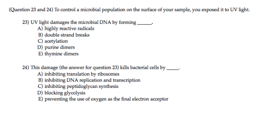Question 23 and 24) To control a microbial population on the surface of your sample, you exposed it to UV light. 23) UV light damages the microbial DNA by forming_. A) highly reactive radicals B) double strand breaks C) acetylation D) purine dimers E) thymine dimers 24) This damage (the answer for question 23) kills bacterial cells by A) inhibiting translation by ribosomes B) inhibiting DNA replication and transcription C) inhibiting peptidoglycan synthesis D) blocking glycolysis E) preventing the use of oxygen as the final electron acceptor