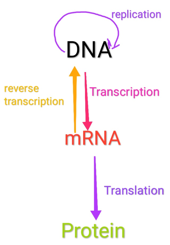 replication DNA reverse Transcription transcription mRNA Translation Protein