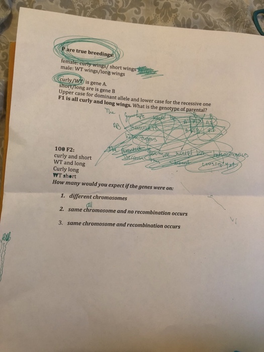 re true breedin femaler cury wingh male: WT wings/long wings curly/W is gene A. short/long are is gene B Upper case for dominant allele and lower case for the recessive one F1 is all curly and long wings. What is the genotype of parental? The 100 F2: curly and short WT and long Curly long WT shert How many would you expect if the genes were on 1. different chromosomes 2. same chromosome and no recombination occurs 3. same chromosome and recombination occurs