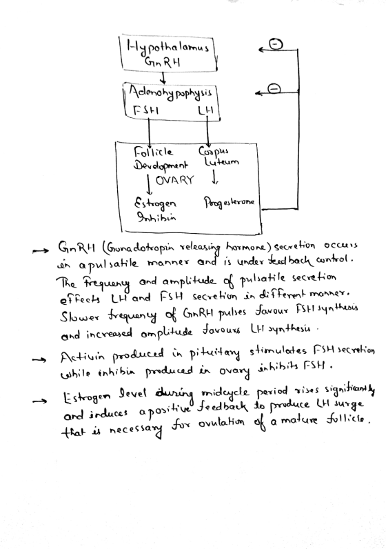 Hypothalamus 1. GnRH i Adenohypophysis I ESH CHI Follicle Development LOVARY Estrogen Inhibin Corpus Luteum I Progesterone Gn