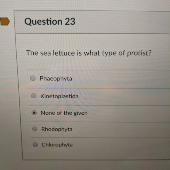 Question 23 The sea lettuce is what type of protist? Phaeophyta Kinetoplastida None of the given Rhodophyta O Chlorophyta