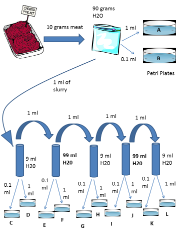 90 grams H20 EAT 10 grams meat 1 ml 0.1 ml Petri Plates 1 ml of slurry 1 ml 1 ml 1 ml 1 ml 9 ml H20 99 ml H20 9 ml H20 99 ml H20 9 ml H20 0.1 0.1 0.1 1 ml 0.11 ml ml 0.1 ml ml