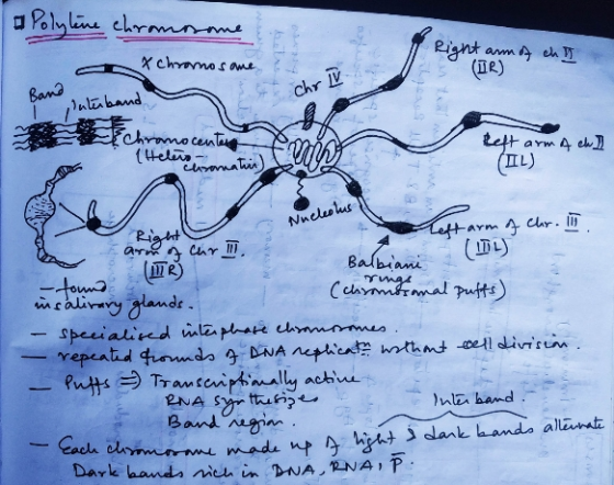 a Polyline chromosome x chronos are Right arm of chi (BR) Chr IV Band I paterband romocenters (Helero Reft arm A ch] (IL) chr