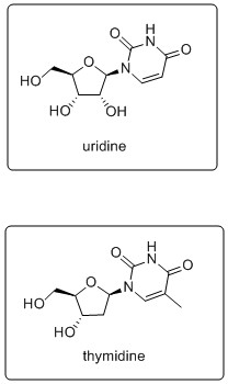 о, н но ноон uridine о, н HO но thymidine