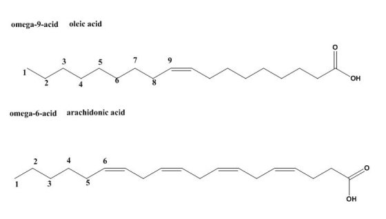omega-9-acid oleic acid 3 OH omega-6-acid arachidonic acid 3 OH