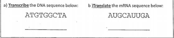 Transcribe the DNA sequence below: translate the