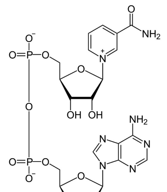-NH2 O=P-0. Но он он NH, O=P-0. o 1 о