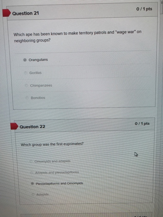 0/1 pts Question 21 which ape has been known to make territory patrols and wage war on neighboring groups? orangutans Gorillas Chimpanzees Bonobos 011pts Question 22 Which group was the first euprimates? Omomyids and adapids Adapids and plesiadapiforms Plesiadapiforms and Omomyids Adapids