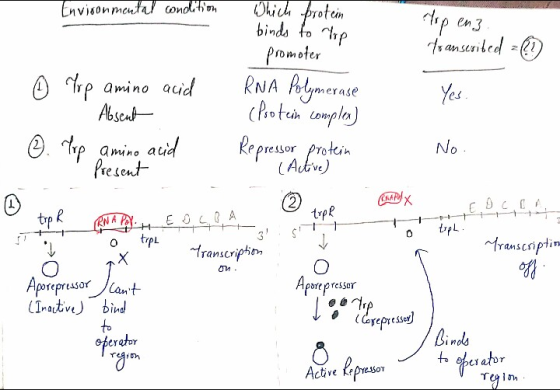 Environmental condition Which protein binds to top р с.з foanscribed =D ☺ lop amino acid Absent - promoter RNA polymerase (Pr