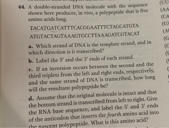 UUUUUUUUUUUUUUPPO 1 (UU (AA (CA 44. A double-stranded DNA molecule with the sequence shown here produces, in vivo, a polypept