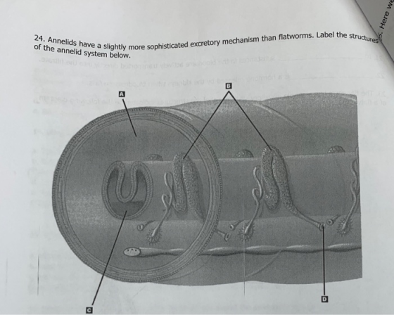 05. Here we 24. Annelids have a slightly of the annelid system below. a Slightly more sophisticated excretory mechanism than