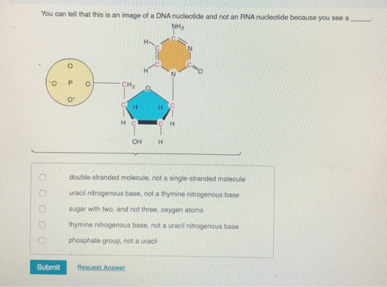 You can tell that this is an image of a DNA nucleotide and not an RNA nucleotide because you see a O PO 0I double-stranded mo