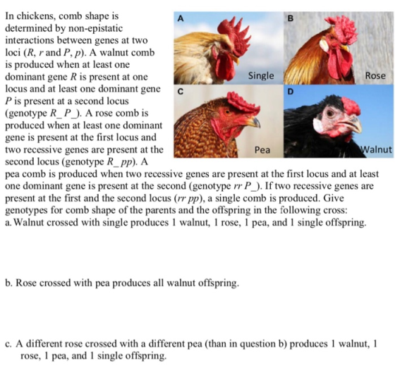 In chickens, comb shape is determined by non-epistatic interactions between genes at two loci (R, r and P, p). A walnut comb