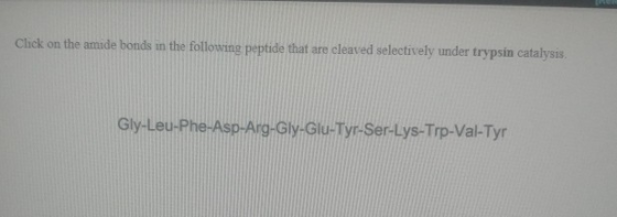 Click on the amide bonds in the following peptide that are cleaved selectively under trypsin catalysis Gly-Leu-Phe-Asp-Arg-Gl