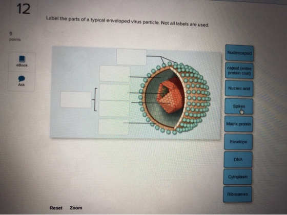 Label the parts of a typical enveloped virus particle. Not all labels are used. points Nucleocapsid eBook capsid (entire prot