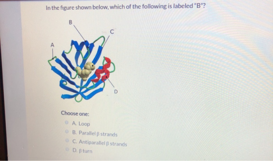 In the figure shown below, which of the following is labeled B? Choose one: A. Loop B. Parallel strands C. Antiparallel B s